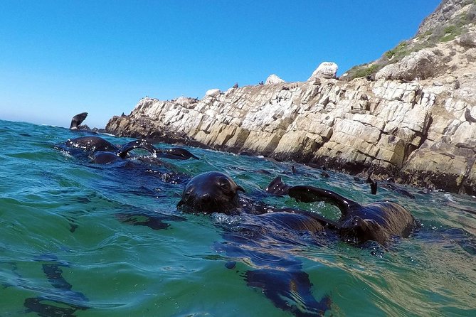 1.5-Hour Seal Viewing Boat Tour in Plettenberg Bay - Key points to know before you book