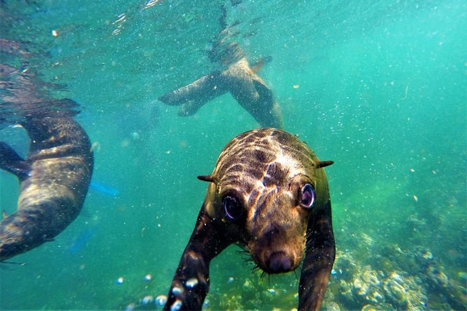 1.5-Hour Seal Viewing Boat Tour in Plettenberg Bay - Setting out from Hopwood Street