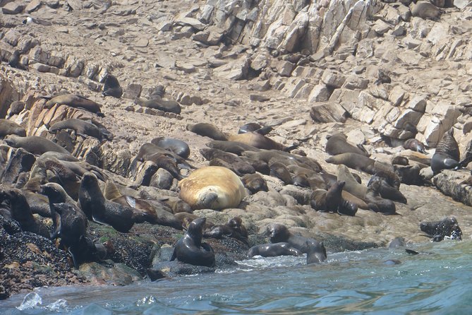 1.5-Hour Seal Viewing Boat Tour in Plettenberg Bay - Weather, timing, and practical value
