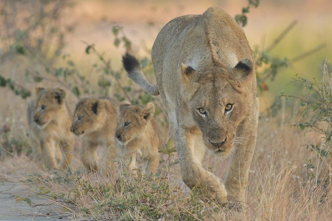 1 Day Photographic Wildlife Safari from Hazyview to Kruger Park - The 5:00 am pickup from Hazyview
