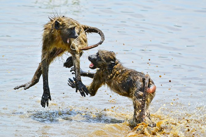 1 Day Photographic Wildlife Safari from Hazyview to Kruger Park - The middle of the day at Kruger’s main camps