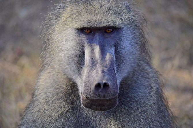 1 Day Photographic Wildlife Safari from Hazyview to Kruger Park - Afternoon sightings and the search for the shot