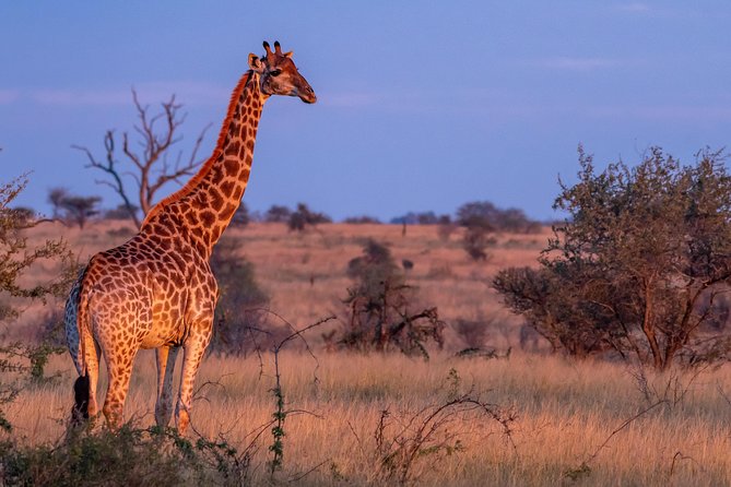 1 Day Photographic Wildlife Safari from Hazyview to Kruger Park - How private group size affects the experience