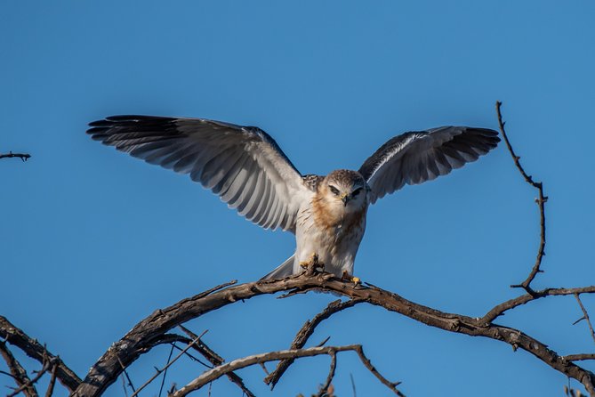 1 Day Photographic Wildlife Safari from Hazyview to Kruger Park - Is $533.93 good value?