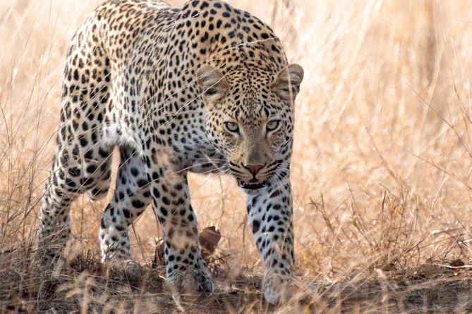 1 Day Photographic Wildlife Safari from Hazyview to Kruger Park - Entering Kruger through Kruger Gate or Phabeni Gate