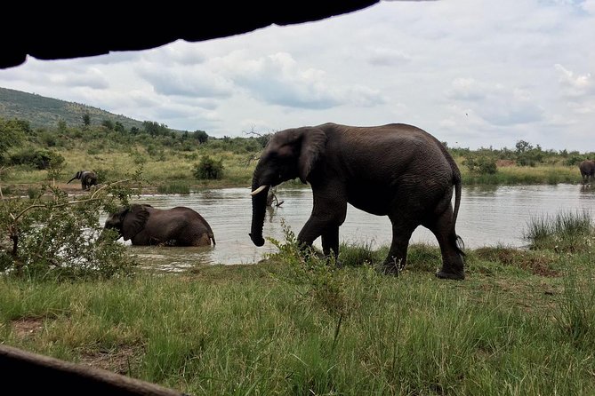 1 Day Safari from Johannesburg - Why Pilanesberg works for a one-day safari