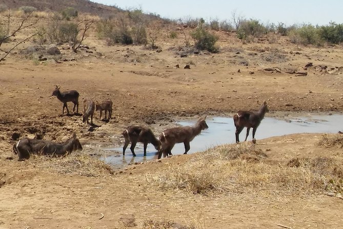1 Day Safari from Johannesburg - Six hours searching for the Big Five