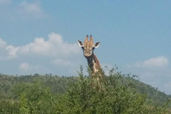 1 Day Safari from Johannesburg - What the $275.25 price really covers