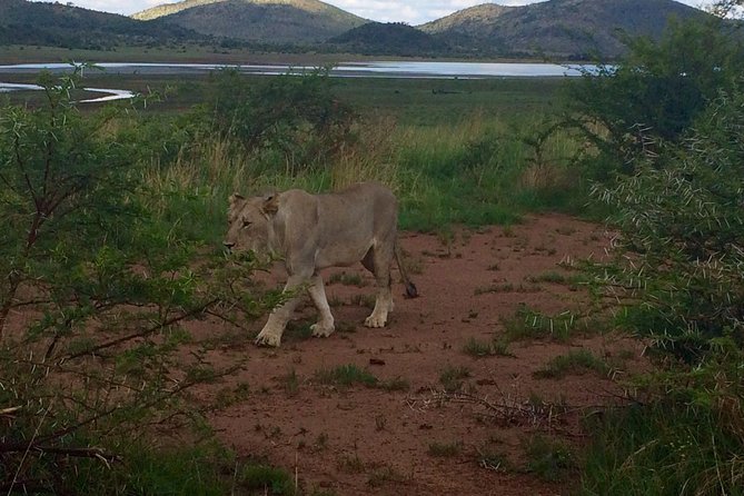 1 Day Safari from Johannesburg - The guide and the quality of the day