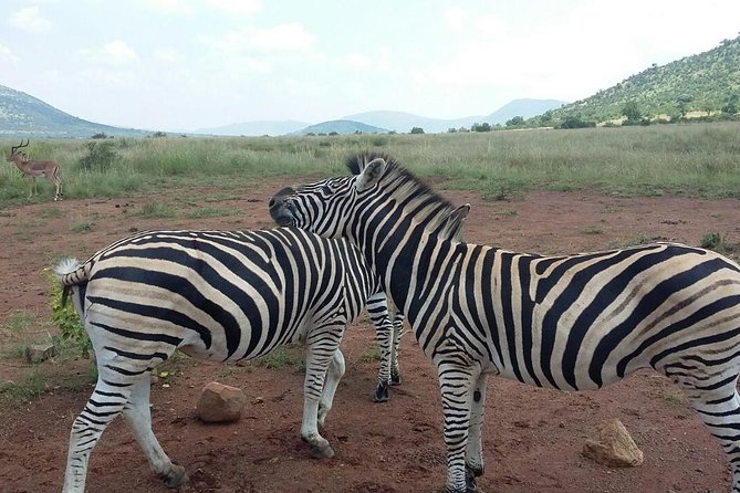 1 Day Safari from Johannesburg - The 6:00 am pickup from Johannesburg
