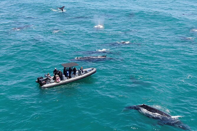 1 Day Whale Watching at Yzerfontein - Key points at a glance