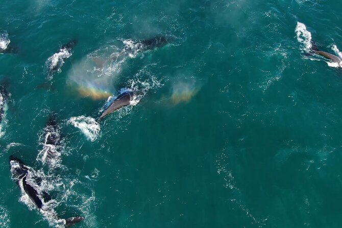 1 Day Whale Watching at Yzerfontein - Why Yzerfontein is worth the early start