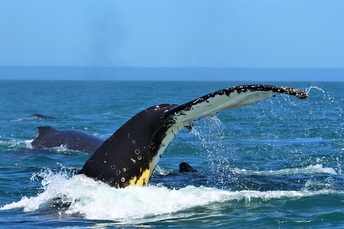 1 Day Whale Watching at Yzerfontein - Riding Meganova into the Atlantic