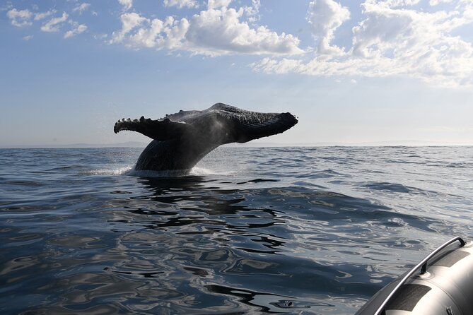1 Day Whale Watching at Yzerfontein - Searching for humpbacks, one sighting at a time