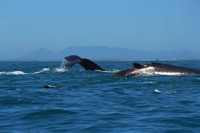 1 Day Whale Watching at Yzerfontein - The other wildlife you might see