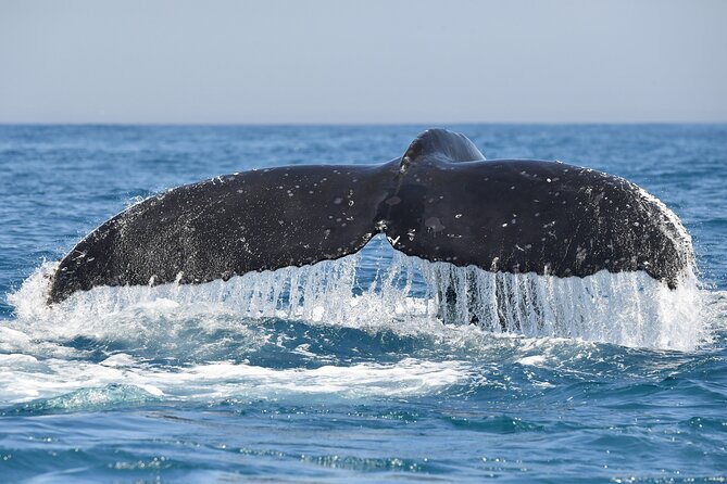 1 Day Whale Watching at Yzerfontein - What a close whale sighting can look like