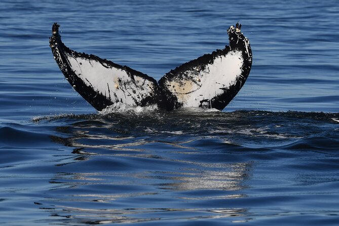 1 Day Whale Watching at Yzerfontein - The picnic lunch and debrief on land