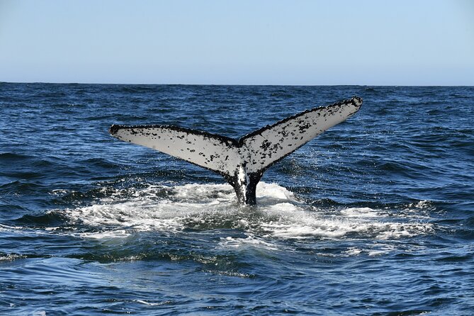 1 Day Whale Watching at Yzerfontein - What the $331.87 price really covers