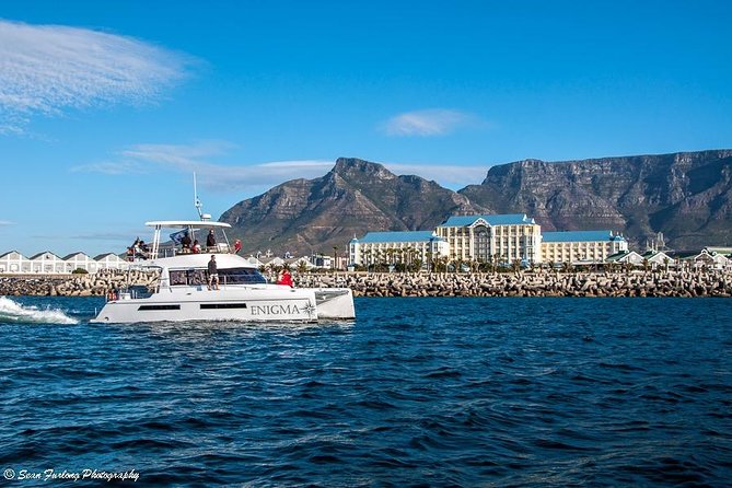1 Hour Coastal Catamaran Cruise from Cape Town - Returning with Table Mountain in front of you