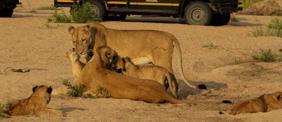 10 Day South Africa Tour Joburg to Cape Town - Robberg, Plettenberg Bay, and Bloukrans Bridge