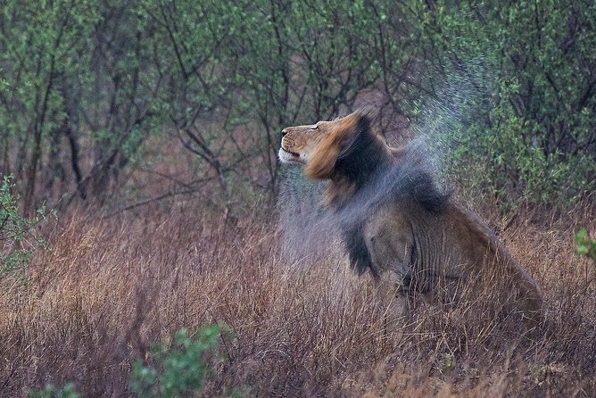 10 Day Wildlife Photographic Safari - Kruger National Park - B1 Photo Safaris - Why two guides matter for serious photography