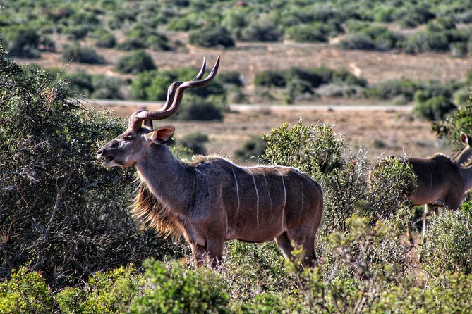 2 Day Addo Elephant Park Safari - Who Will Enjoy This Safari Most?