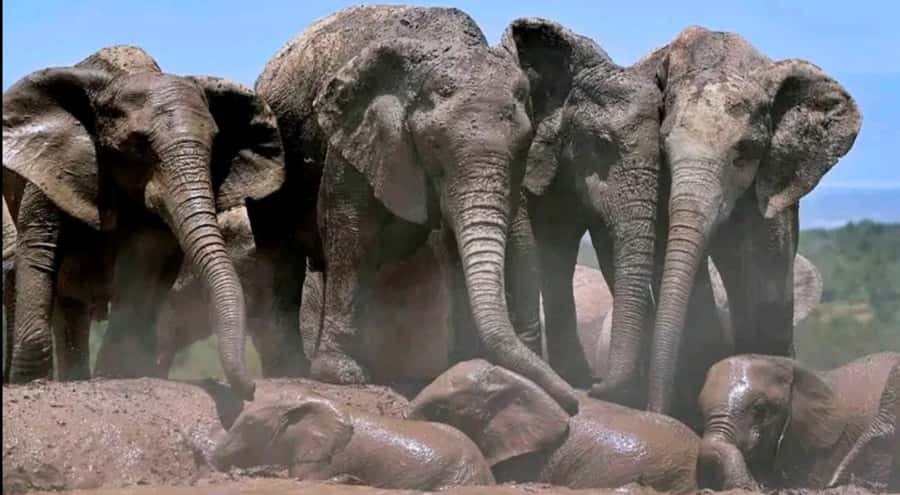 2-Day Addo Elephant Safari From Port Elizabeth - Key details that shape the experience