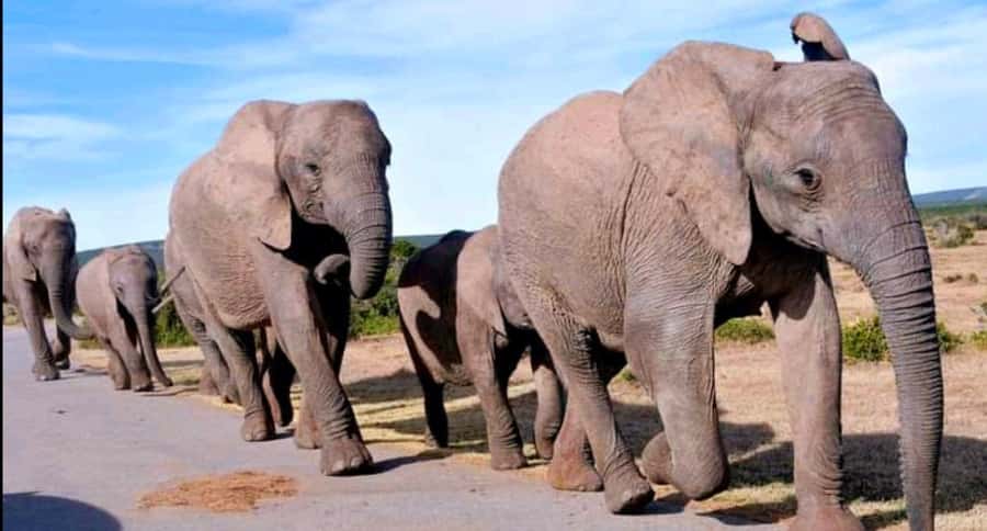 2-Day Addo Elephant Safari From Port Elizabeth - Why two days gives you a better Addo visit