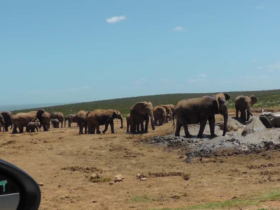 2-Day Addo Elephant Safari From Port Elizabeth - Bush-River Boma or Tangelo Restaurant after dark