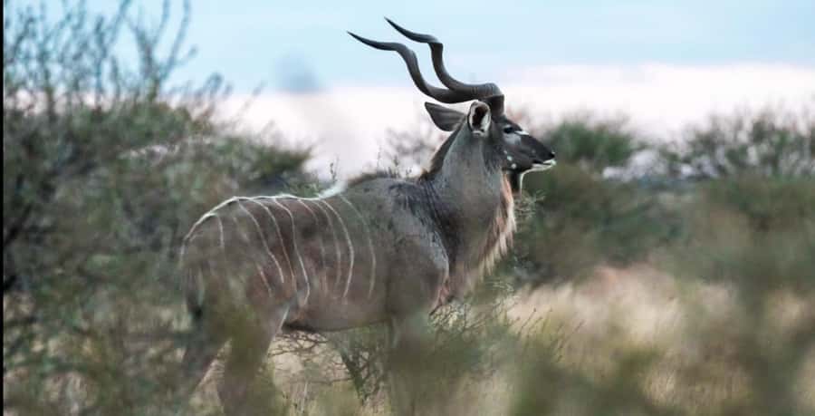 2-Day Addo Elephant Safari From Port Elizabeth - A traditional braai lunch in the park