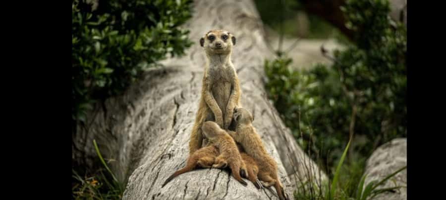 2-Day Addo Elephant Safari From Port Elizabeth - The guide, the accommodation, and the real value