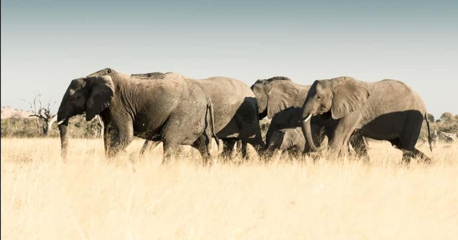 2-Day Addo Elephant Safari From Port Elizabeth - Who should book this two-day safari