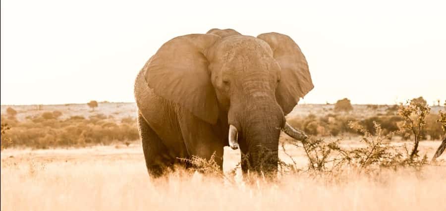 2-Day Addo Elephant Safari From Port Elizabeth - Should you book the Addo safari?