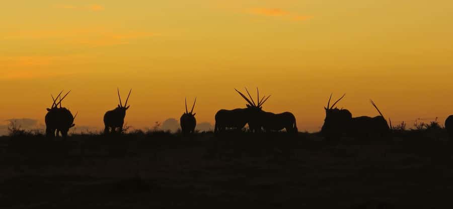 2-Day Cape Town Safari with Big 5, Penguins & Cape Agulhas - Key points to know before booking