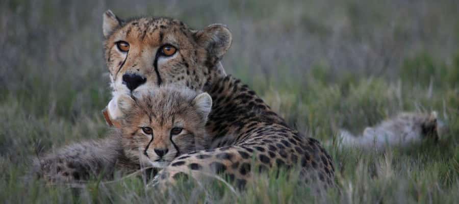 2-Day Cape Town Safari with Big 5, Penguins & Cape Agulhas - Betty’s Bay and the African penguin colony