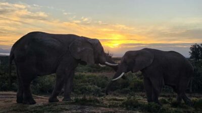 2-Day Cape Town Safari with Big 5, Penguins & Cape Agulhas