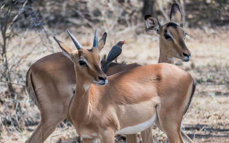 2-Day Cape Town Safari with Big 5, Penguins & Cape Agulhas - Cape Agulhas, the true southern tip