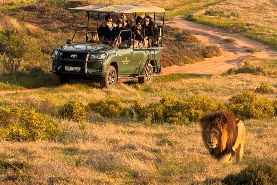 2-Day Cape Town Safari with Big 5, Penguins & Cape Agulhas - What to expect on the two safari drives