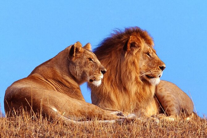 2 Day Hluhluwe Game Reserve & Isimangaliso Park from Durban - Five things to know before you book