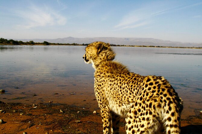 2 Day Inverdoorn Luxury Safari - Key points at a glance