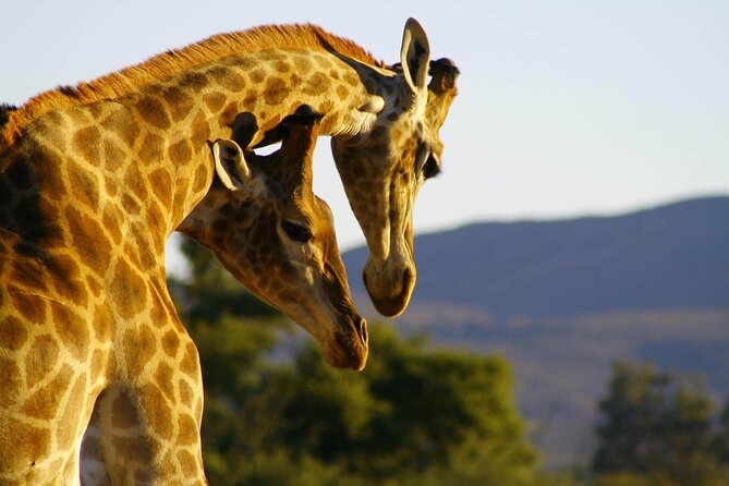 2 Day Inverdoorn Luxury Safari - What the $645.50 price really covers
