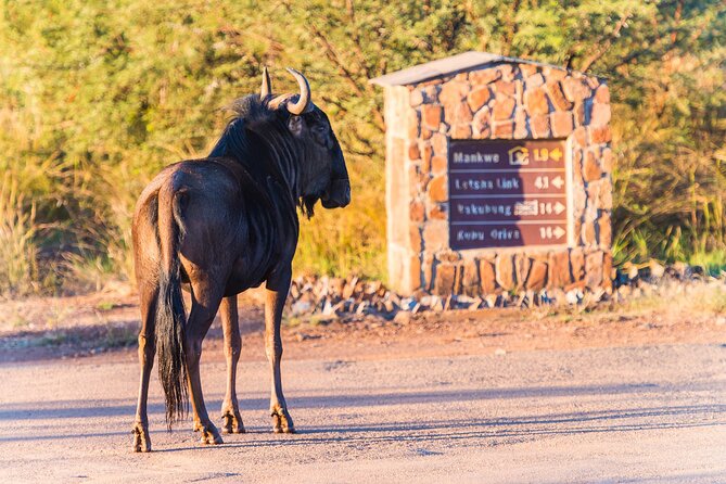 2 Day Pilanesberg Camping Safari - The second morning starts before the day warms up