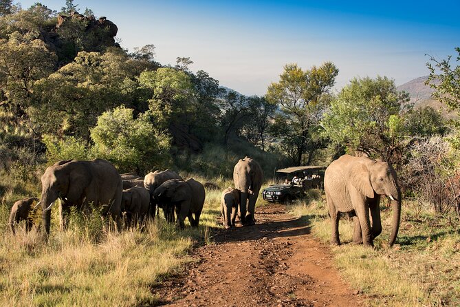 2 Day Pilanesberg Camping Safari - The midday closed-vehicle option