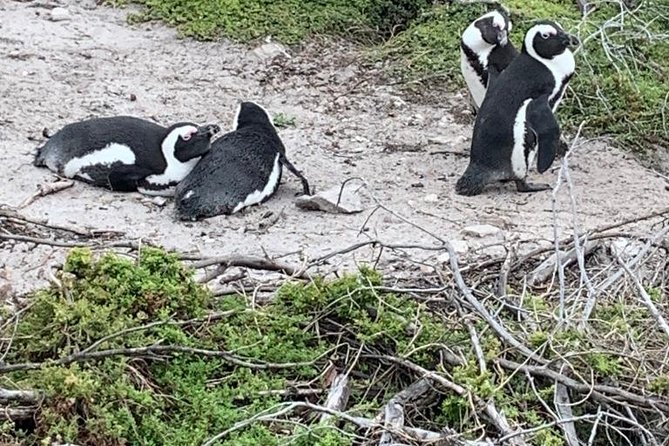 2 Day Safari Experience from Cape Town - Key points to know before you book