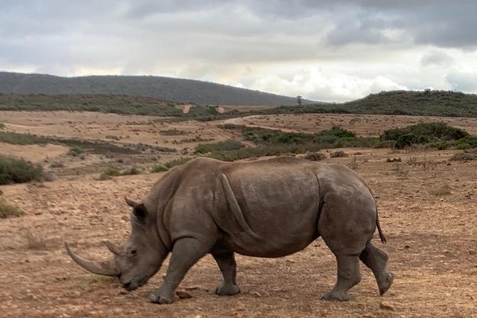 2 Day Safari Experience from Cape Town - A comfortable night, but a short one