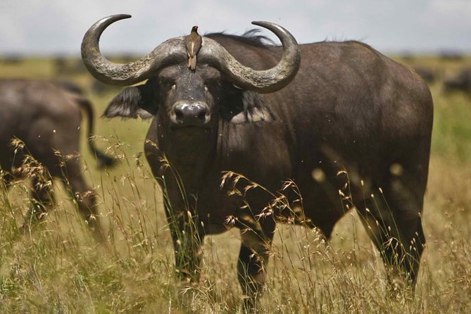 2 Day Safari Isimangaliso Wetland Park & Hluhluwe Imfolozi from Durban - What the private format is worth