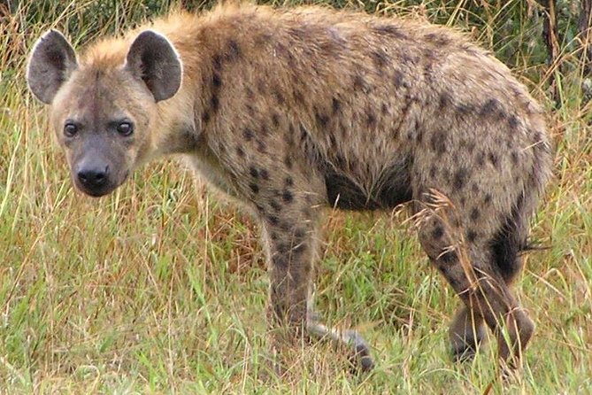 2 Day Safari Isimangaliso Wetland Park & Hluhluwe Imfolozi from Durban - Booking details worth checking first