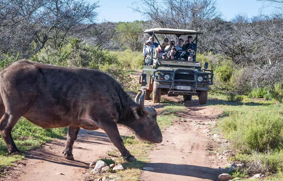 2 Day Small Group Cape Town: Garden Route Big 5 Safari Tour - Key points to know before booking
