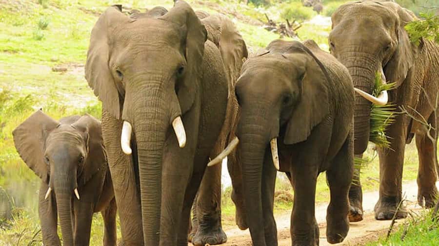 2 Day Small Group Cape Town: Garden Route Big 5 Safari Tour - The late return to Cape Town