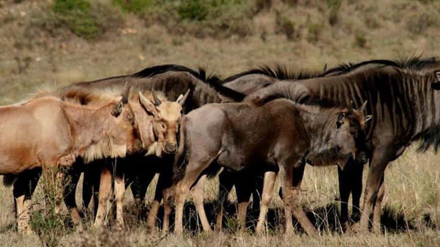 2 Day Small Group Cape Town: Garden Route Big 5 Safari Tour - Chandelier Game Lodge after a full first day